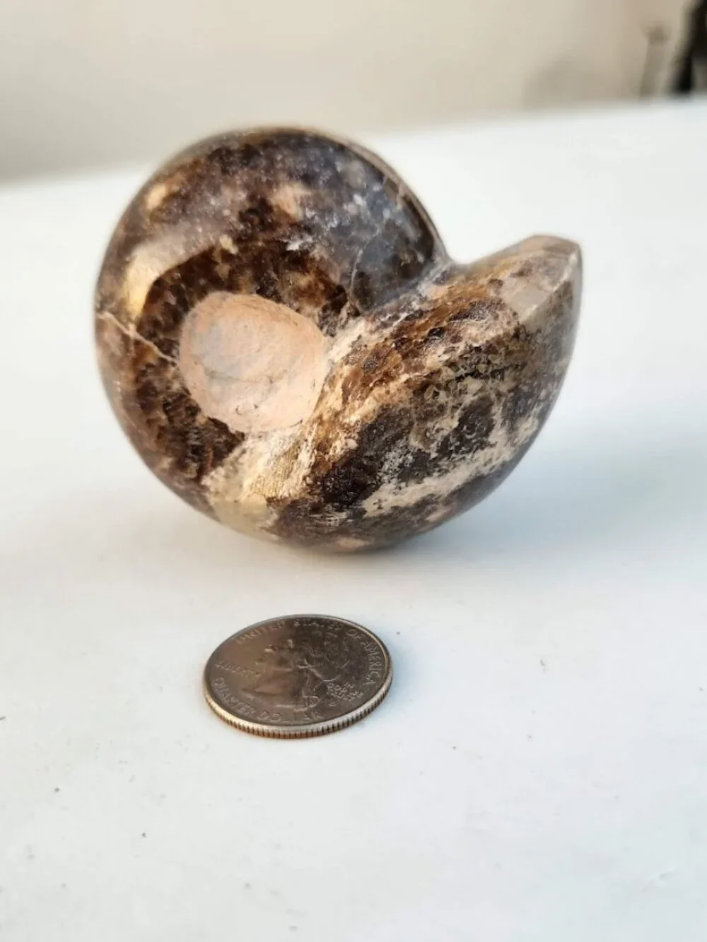 Large Whole Ammonite Fossil Shell Polished Gems and Minerals Rocks Fossils Decor